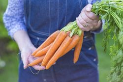 Les carottes espagnoles de Bio Suisse