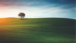 Les clients paient, les arbres respirent