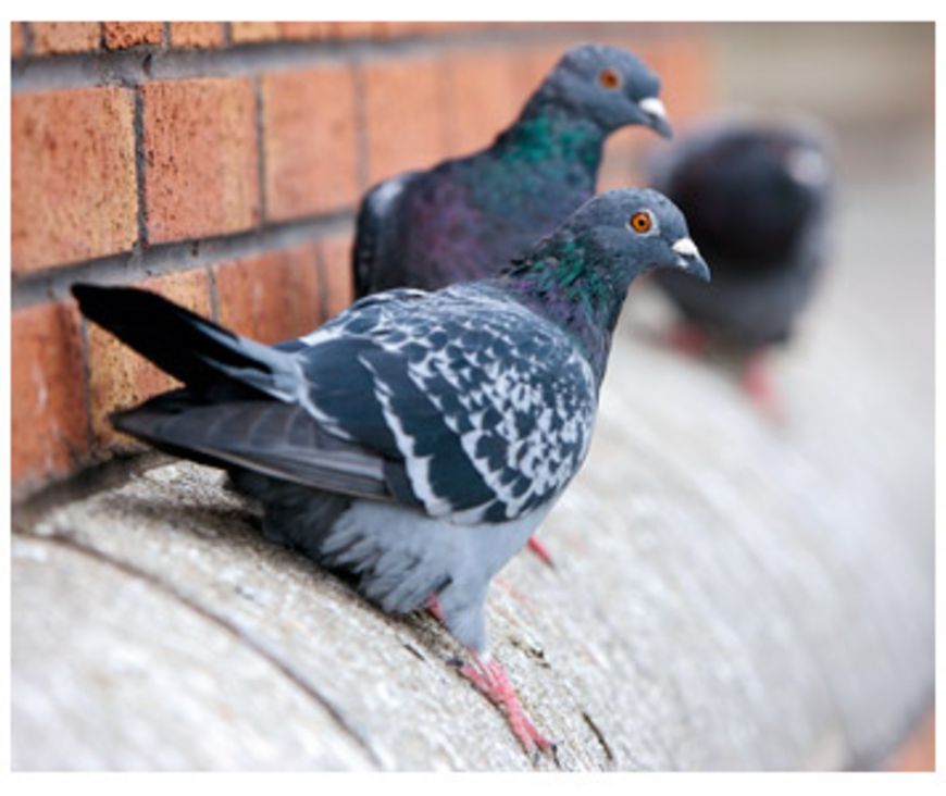 Un squatter nommé pigeon
