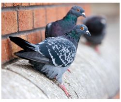 Un squatter nommé pigeon