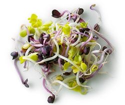 Graines de légumes germées: plus de bactéries que de vitamines
