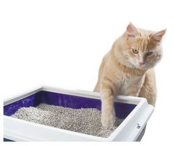 le chat a choisit la sienne