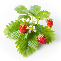 Les feuilles de fraises se mangent aussi