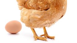 Les poules à haut rendement vivent avec des os cassés