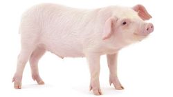 Un meilleur contrôle de certains abattoirs