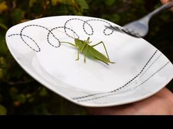 Des insectes au menu dès l'an prochain