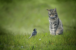 Protéger les oiseaux contre les chats