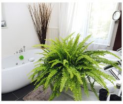 Du vert dans ma maison