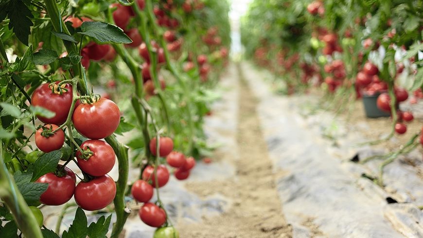 Pesticides et antioxydants à dose homéopathique