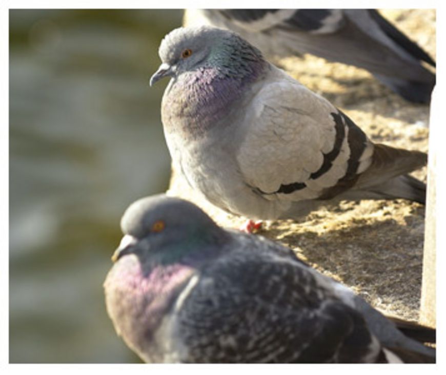 Le pigeon, un hôte un peu collant