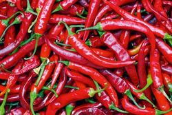 Le piment brûle la bouche. Pourquoi?