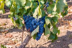Nero d’Avola, réputé fruité… mais parfois amer
