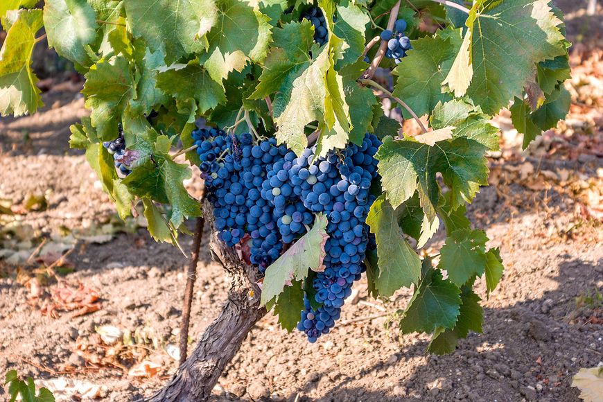 Nero d’Avola, réputé fruité… mais parfois amer