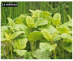 Chéri, va chercher de l’aspirine au jardin!