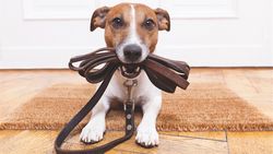 Cours pour chiens toujours en vigueur