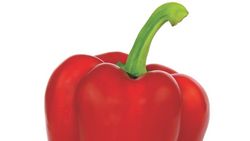 La saison des poivrons et des fraises