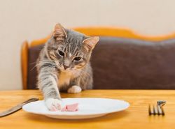 Gribouille ne mange pas comme moi