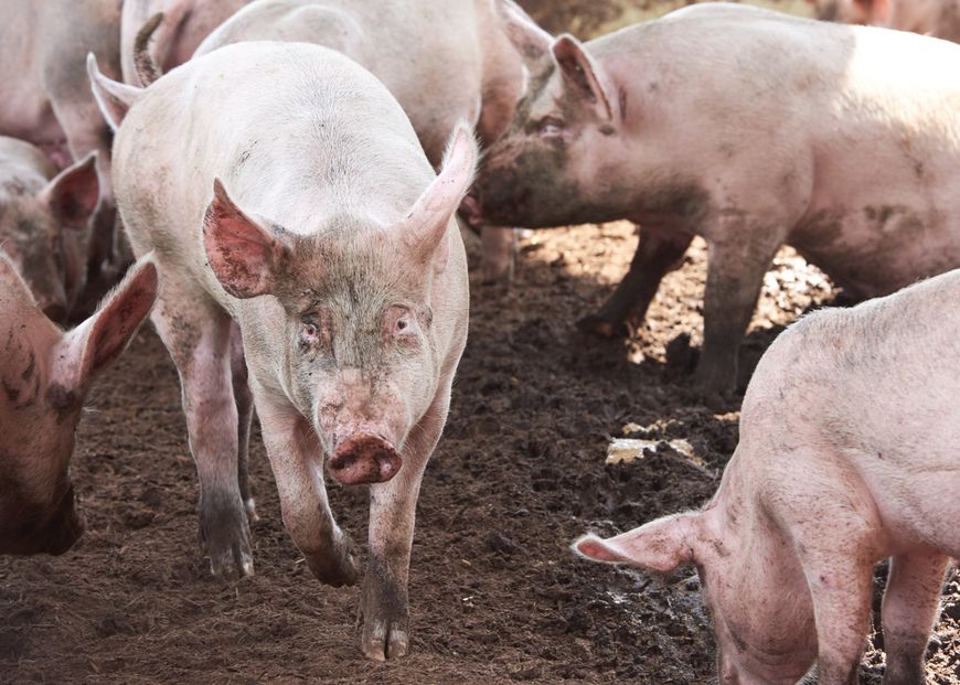 Les cochons ont beaucoup à gagner d’un oui à l’initiative