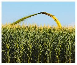 OGM et aliments