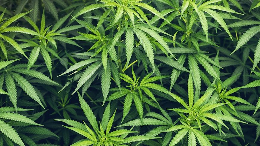Des huiles moins concentrées qu’annoncé