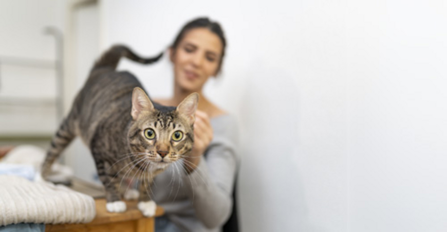 Confier son chat à des pros