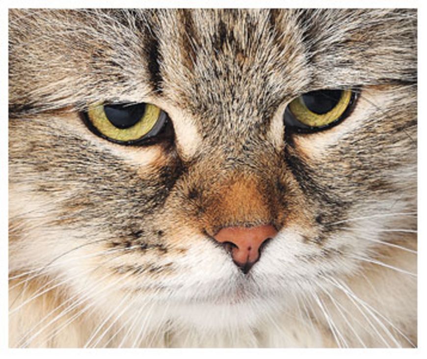 Chat à déclarer