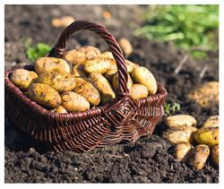 La patate donne la frite