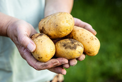 Pas de pesticides dans les patates bio