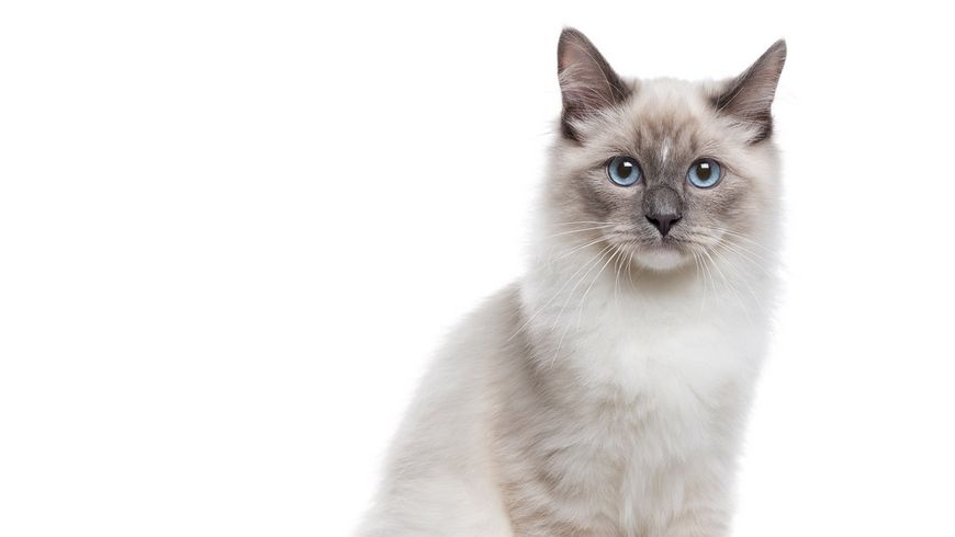Me séparer de mon chat? Jamais!