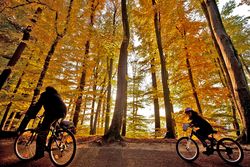 La forêt lausannoise de Sauvabelin est la plus polluée