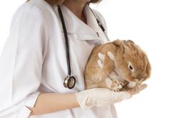 Que faire en cas d’urgence vétérinaire?