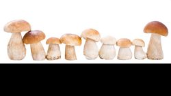 La nature, ce garde-manger