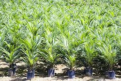  Huile de palme: peut-on y échapper? 