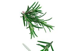 L’arrière-goût des herbes aromatiques