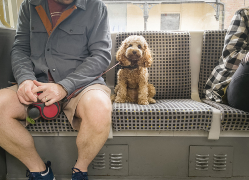 Cher compagnon de voyage
