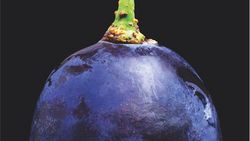 Le bio prend de la bouteille