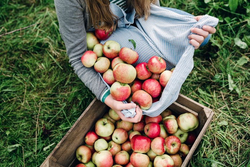 Cueillette de pommes bénévole