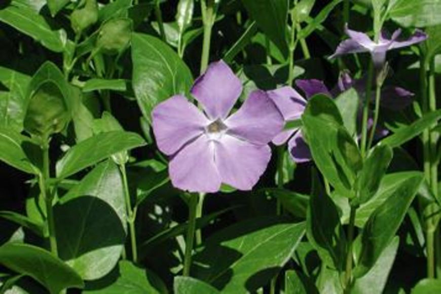 Tapis de jardin 