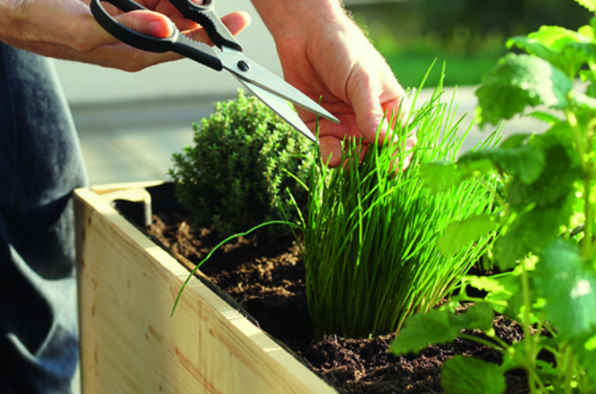 Mieux vaut cueillir ces herbes sur son balcon