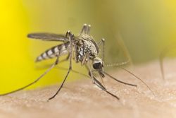 Une cuillère chaude contre les piqûres