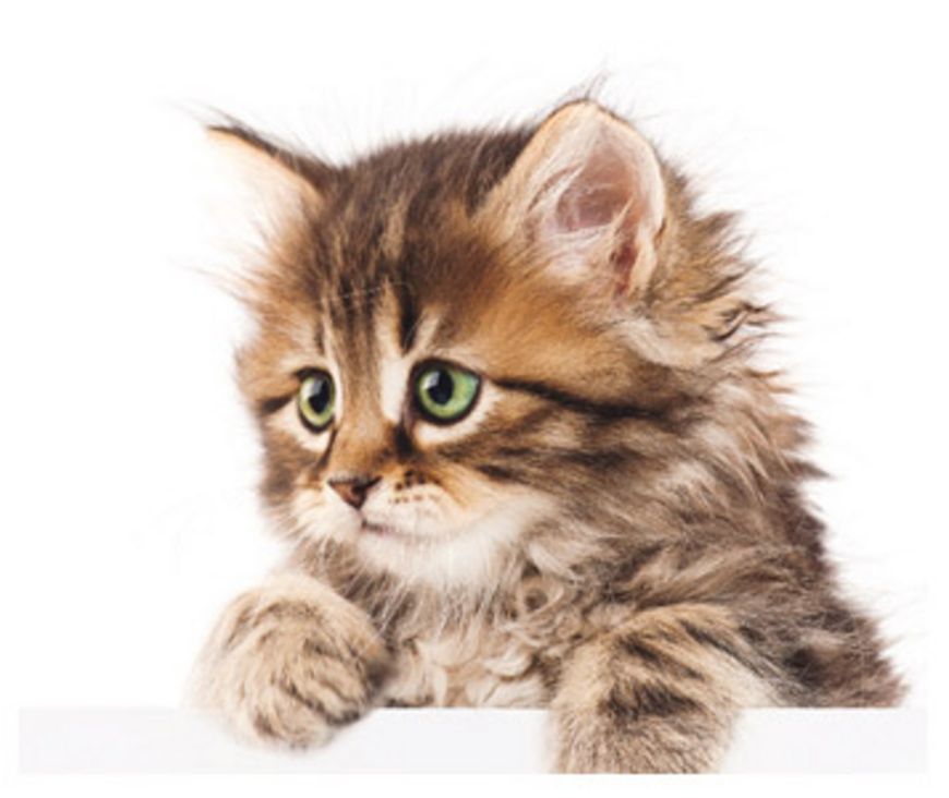 Chat aventurier