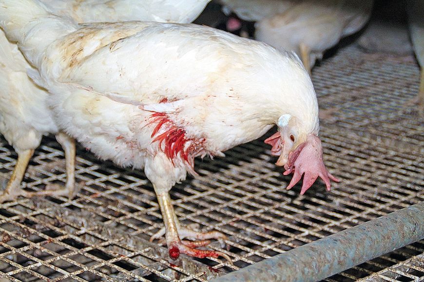 Mutilations chez les superpondeuses
