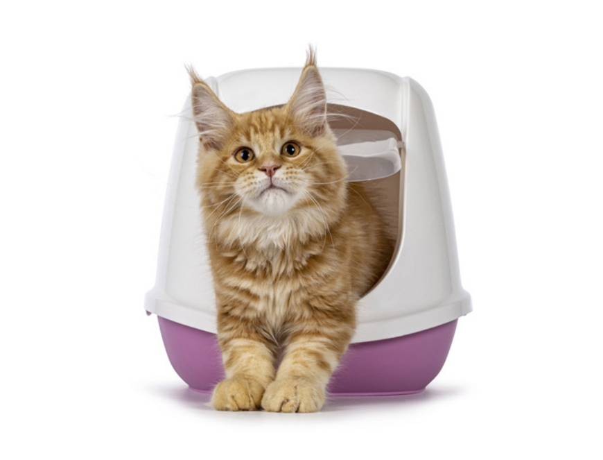 Les litières pour chats encombrent les décharges